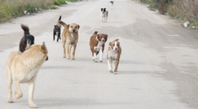 CANI VAGANTI IN CENTRO ABITATO